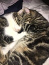 Sleeping cats cuddling