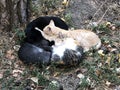 Sleeping cats on the ground