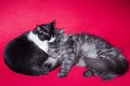 Sleeping cats Royalty Free Stock Photo