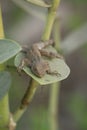 Sleeping chameleon on the leaf Royalty Free Stock Photo