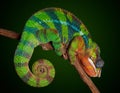 Sleeping chameleon Royalty Free Stock Photo