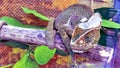 Sleeping chameleon on a tree branch with leaves in a cage