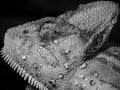 Sleeping Chameleon under the Rain in Black and White