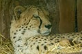 a sleeping Cheetah (Acinonyx jubatus)