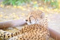 Sleeping cheetah laying on the ground