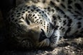 sleeping cheetah