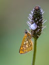 Sleeping Chequered skipper