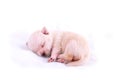 Sleeping chihuahua puppy Royalty Free Stock Photo
