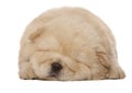 Sleeping chow-chow puppy