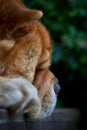 Sleeping chow dog outdoor portrait