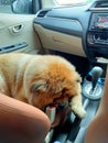 Sleeping Chowchow dog in car