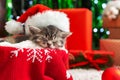 Sleeping Christmas Cat. Beautiful little tabby sleeping kitten, kitty, cat in red Santa Claus hat near Christmas gift boxes and Royalty Free Stock Photo