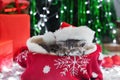 Sleeping Christmas Cat. Beautiful little tabby sleeping kitten, kitty, cat in red Santa Claus hat near Christmas gift boxes and Royalty Free Stock Photo