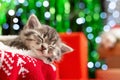 Sleeping Christmas kitten. Beautiful little tabby sleeping kitten, kitty, cat on red knitted plaid under chrismas tree,gifts at