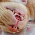 Sleeping close cat Royalty Free Stock Photo