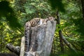 A Sleeping Clouded Leopard in Captivity Royalty Free Stock Photo