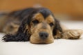 Sleeping Cocker Spaniel puppy