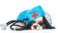Sleeping Cocker Spaniel puppy wearing hat doctor with stethoscope