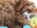 sleeping cockerpoo puppy with toys