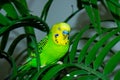 Sleeping colorful parrot on a tree Royalty Free Stock Photo