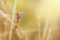 Sleeping Common Blue butterfly, Polyommatus icarus during sunset Royalty Free Stock Photo