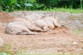 Sleeping Common Warthogs in Singapore Zoo Royalty Free Stock Photo