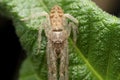 Sleeping crab spider, Tmarus angulatus, Satara, Maharashtra