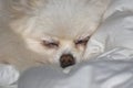 Sleeping Cream Colored Pomeranian