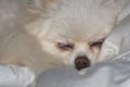 Sleeping Cream Colored Pomeranian