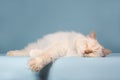 Sleeping cream point ragdoll Royalty Free Stock Photo