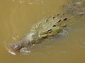 Sleeping crocodile in river Royalty Free Stock Photo