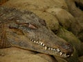 Sleeping Crocodile