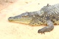 Sleeping crocodile in Athens Zoo, Greece