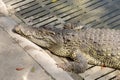 Sleeping crocodile Royalty Free Stock Photo