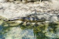 A sleeping crocodile