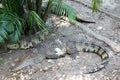 Sleeping crocodile