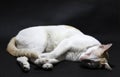 Sleeping curl cat in white and orange color on the black floor. cat is a small domesticated carnivorous mammal with soft fur. Royalty Free Stock Photo