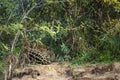 Sleeping,Curled up Jaguar Resting in Jungle Royalty Free Stock Photo