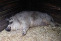 Sleeping curley-haired hog