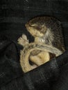 Sleeping Cute baby squirrel stock photo