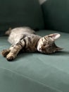 Sleeping cute cat. Serene cat with tabby fur sleeps peacefully on a green sofa, representing tranquility.