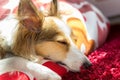 Sleeping Cute Dog Royalty Free Stock Photo