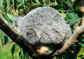 Sleeping cute furbag koala bear Royalty Free Stock Photo