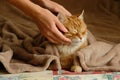 Sleeping cute ginger cat in a home bed. Woman stroking her cat. Domestic adult senior tabby pet