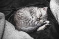 Sleeping cute gray kitten on the bed.Lop-eared Scottish cat Royalty Free Stock Photo