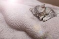 Sleeping cute gray kitten on the bed.Lop-eared Scottish cat Royalty Free Stock Photo