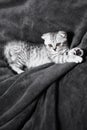 Sleeping cute gray kitten on the bed.Lop-eared Scottish cat Royalty Free Stock Photo