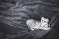 Sleeping cute gray kitten on the bed.Lop-eared Scottish cat Royalty Free Stock Photo