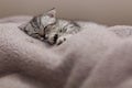 Sleeping cute gray kitten on the bed.Lop-eared Scottish cat Royalty Free Stock Photo