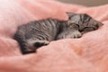 Sleeping cute gray kitten on the bed.Lop-eared Scottish cat Royalty Free Stock Photo